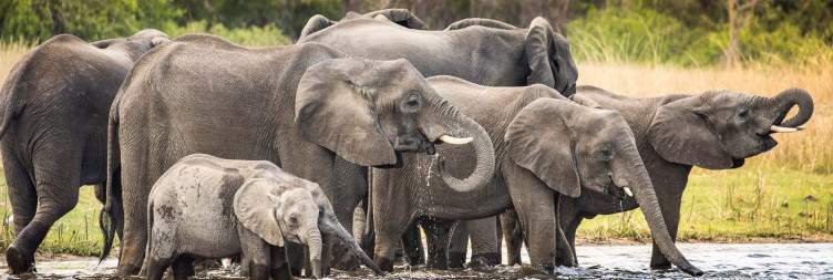 Liwonde National Park