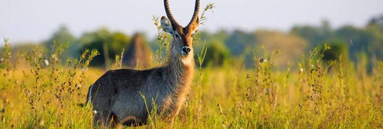 Morning Game Drive and River Safari