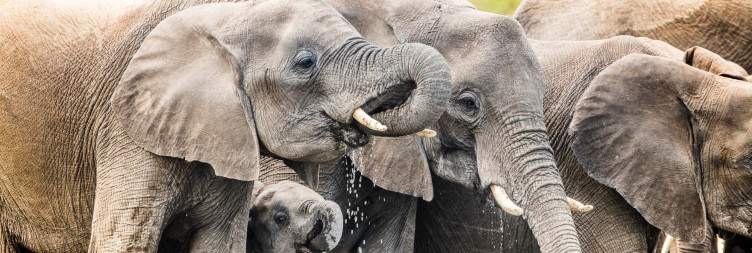 Game Drives Liwonde National Park
