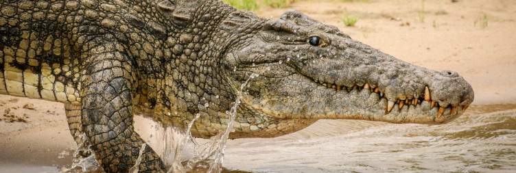Liwonde National Park
