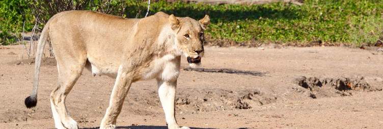 Liwonde National Park