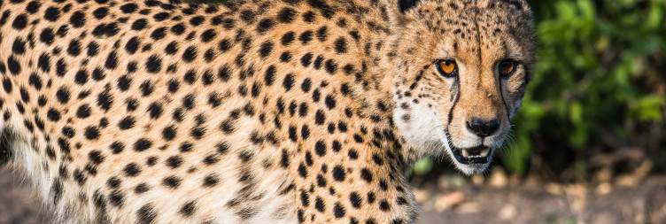 Liwonde National Park Game Drives