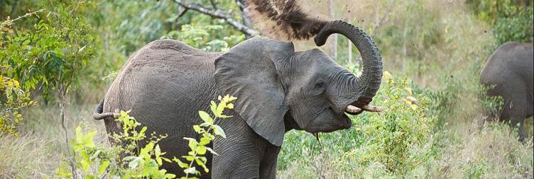 Transfer to Majete Wildlife Reserve