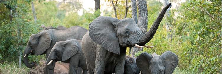Safari in Majete Wildlife Reserve