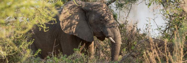 Off to see the Big Five