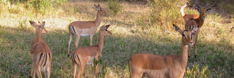 Blantyre to Majete Wildlife Reserve