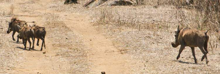 Majete Wildlife Reserve Safari Experience