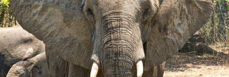 Arrival into Blantyre and Travel to Majete Wildlife Reserve