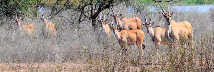 Arrival in Malawi & Transfer to Majete Wildlife Reserve