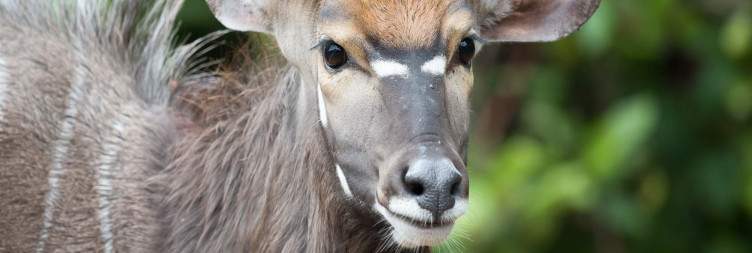 Majete Wildlife Reserve