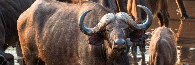 Majete Game Reserve