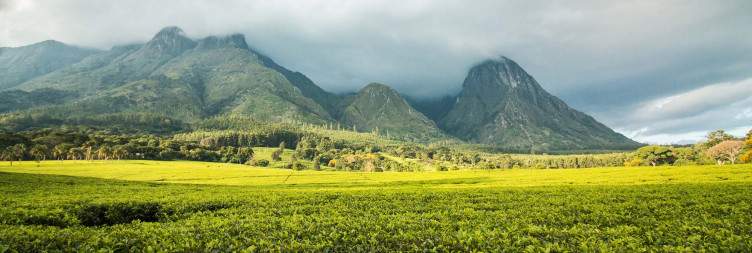 Mountain and Tea