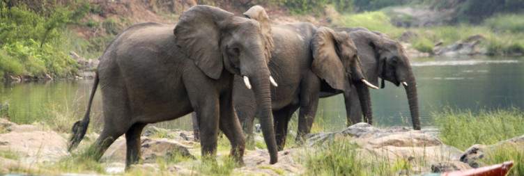 Nkhotakota Wildlife Reserve Safari Experience