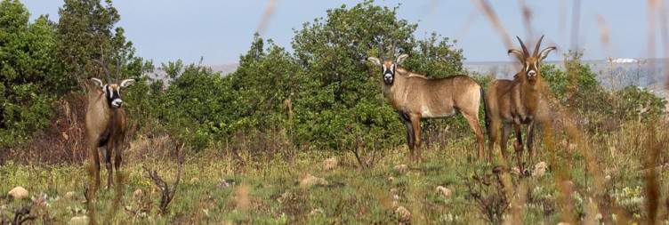 Journey to Nyika