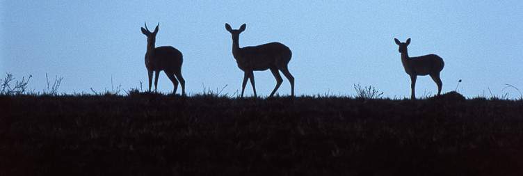 Game Drive Adventure on Nyika Plateau