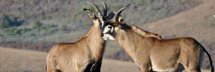 Nyika National Park