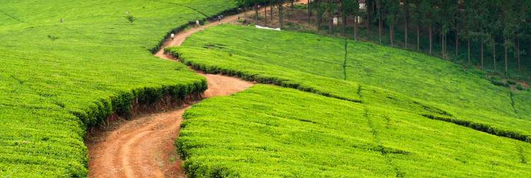 Off to Tea Paradise