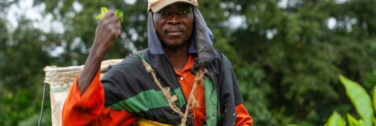 Visit Huntingdon and Satemwa Tea Estate