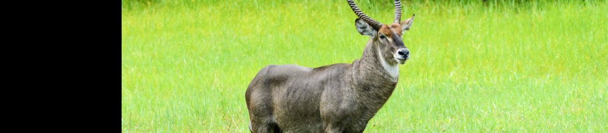 6-Day The Malawi Self Drive Tour