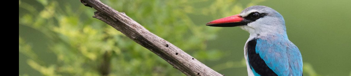 6-Day Bird Watching Malawi