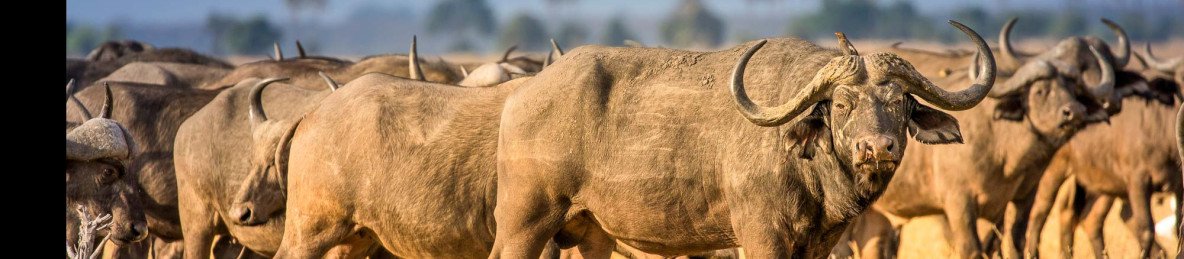 8-Day Ultimate Malawi Game and Nature Safari