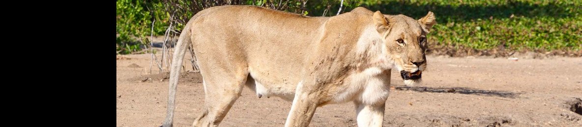 4-Day Safari in Liwonde National Park