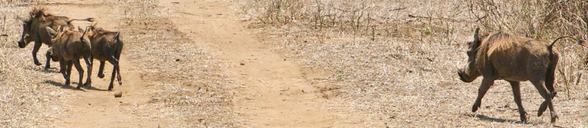 7-Day Wildlife, Lake Malawi and Culture in 6 Nights