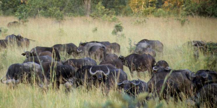 13-Day Malawi Luxury Safari for Couples