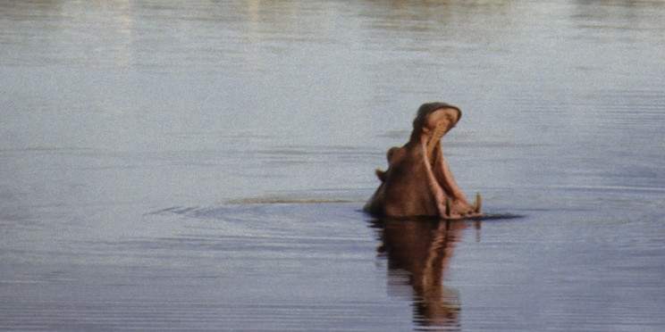 14-Day Malawi Family Safari Adventure