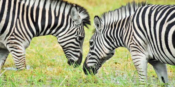 13-Day Luxury Malawi Safari