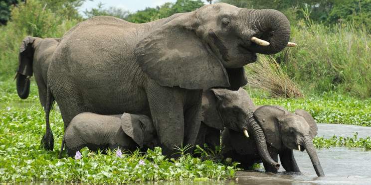 7-Day Malawi Wildheart Expedition Safari