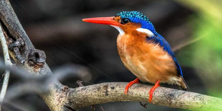 12-Day Budget Birding in Malawi