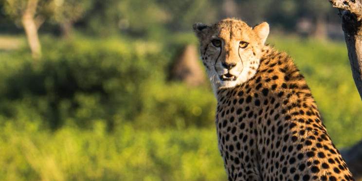 4-Day 3-Night in Liwonde National Park