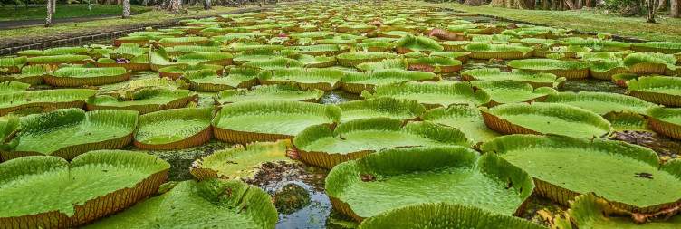 Local Cookery Experience & Botanical Garden Visit