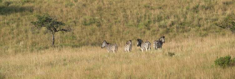 Explore the Bush and Wildlife