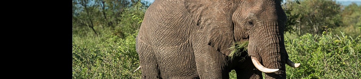 6-Day Safari to Maputo National Park