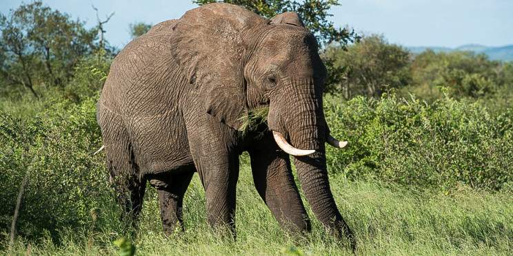 6-Day Safari to Maputo National Park