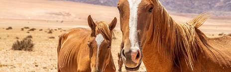 9-Day Namibia's Best of North and South Safari