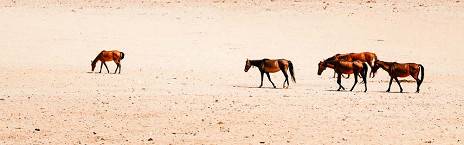 9-Day Namibia's Best of North and South Safari
