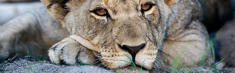 6-Day Wildlife & Dunes Experience