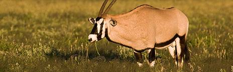 9-Day Namibia's Wildlife, Coast and Dunes Safari