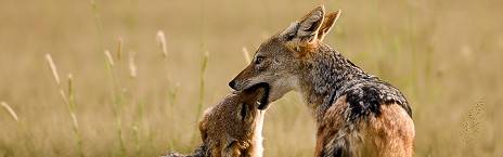 4-Day Etosha & Swakopmund Adventure Lodge Safari