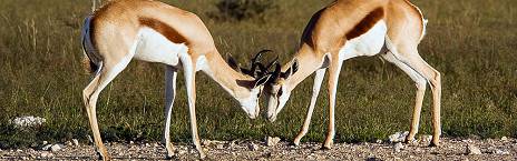 3-Day Etosha Express Safari