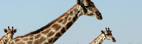 4-Day Etosha & Swakopmund Adventure Lodge Safari