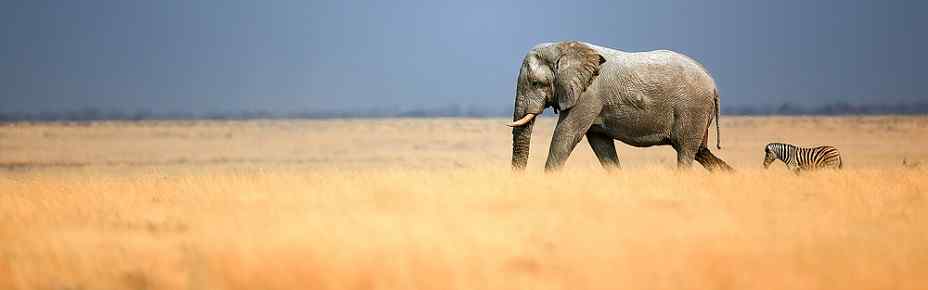 Budget camping Inside Etosha NP – Day 1: Lunch & Dinner Included – Day 2: All Meals Included