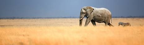 3-Day Etosha Express Safari