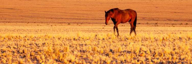 Explore Aus and Luderitz