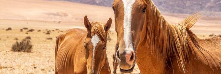 9-Day Namibia's Best of North and South Safari