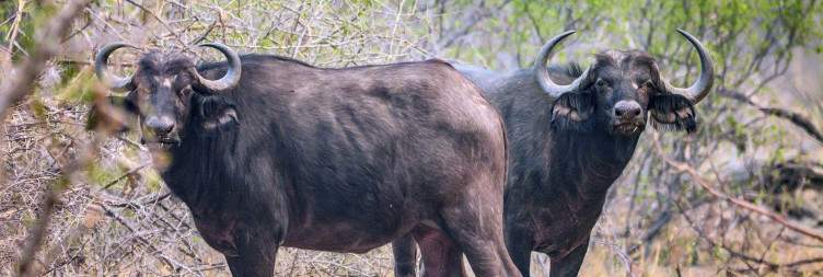 Bwabwata National Park Safari