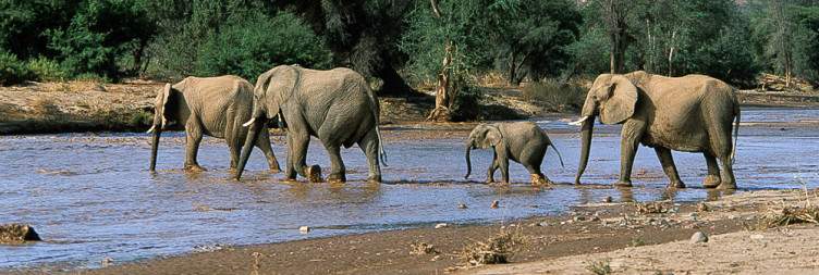 Damaraland Wildlife